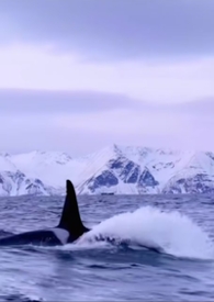 �������Ƿ�����